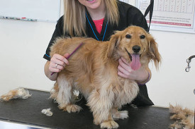 bestfriendsdoggrooming.jpg